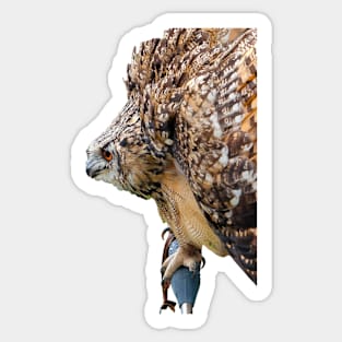 Eagle Owl threat display Sticker